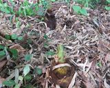 米粉で筍のあく抜き作り方13写真