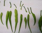 大根の実のナムル～おつまみにも～作り方2写真