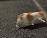 超こってり他人丼作り方6写真