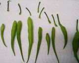 大根の実とベーコンの炒め物作り方2写真