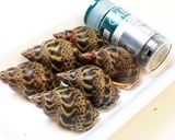 バイ貝のエスカルゴ風ガーリックバター作り方1写真