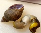 バイ貝のエスカルゴ風ガーリックバター作り方6写真