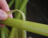 全工程図解説付き！ふきの下処理のやり方！作り方10写真