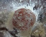 丸ごと新玉葱入り✿ころころハンバーグ✿作り方7写真