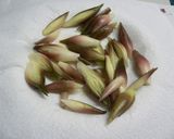 みょうがの酢漬け作り方1写真