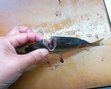 アジの開きを作ってみよう作り方2写真