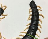 洋菓子細工☆ムカデ(※グロ注意)作り方12写真