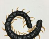 洋菓子細工☆ムカデ(※グロ注意)作り方13写真