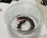 洋菓子細工☆ムカデ(※グロ注意)作り方17写真