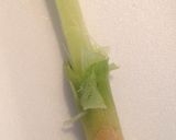 ◎軸まで食べたい人へ☆谷中生姜の皮むき◎作り方2写真