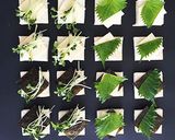超簡単・パーティにパンカナッペPart2作り方3写真