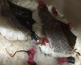 たい飯 切り身 簡単プロの味♪作り方7写真