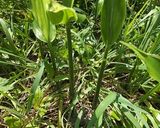 ミョウガの茎（ミョウガタケ)の味噌汁作り方1写真
