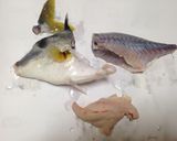 新鮮♪ぎまの山芋がけ作り方2写真