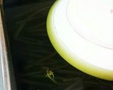 ワラビのあく抜き作り方5写真