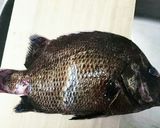 ヒゲダイのお造り作り方1写真