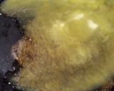 ごてあらポーのクリーミーサンド作り方2写真