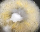 大ハマグリと春野菜のスープたっぷりパスタ作り方6写真