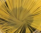 母の作ってくれたカルボナーラ作り方5写真