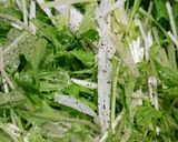 水菜と大根のハリハリサラダ作り方4写真