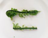 【簡単♡浸すだけ】山菜こごみのおひたし作り方2写真
