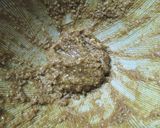 あまくち醤油で★オクラのごま和え作り方4写真