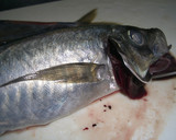 魚を捌こう！あじのたたき編作り方5写真