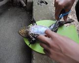 ウシガエル太もも肉のスタミナ炒め作り方2写真