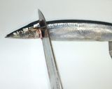 魚・サンマとワカメの梅しょうが煮♪作り方2写真