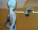 イイダコの天ぷら作り方4写真