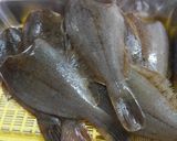 マガレイの干物　簡単バージョン作り方2写真