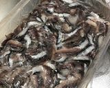 アンチョビ:覚書作り方4写真