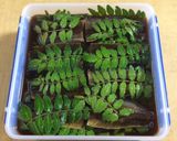 身欠きにしんの山椒漬け作り方5写真