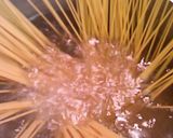 トマト柚子胡椒風味パスタ作り方2写真