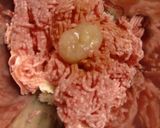 ポッカ塩レモンいり、お弁当にもハンバーグ作り方2写真