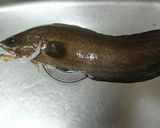 イタチウオの照り焼き作り方1写真