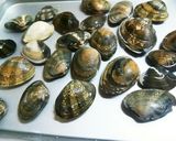 絶品!あさりと春キャベツDEタンメン♪作り方9写真