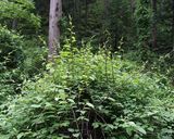 マタタビの芽、人参、ベーコン等の油炒め作り方1写真