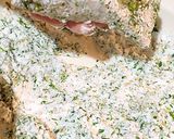 鯖の竜田揚げ〜のり塩風味〜作り方2写真