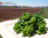 菜の花のおひたし作り方3写真