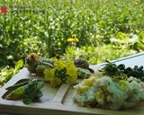 菜の花のおひたし作り方4写真