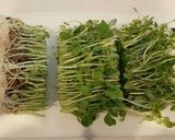 豆苗と玉ねぎのゴマ和え作り方1写真