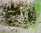 ハムチーズロール作り方3写真