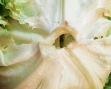 野菜2つで簡単！レタスとしめじの卵炒め作り方1写真