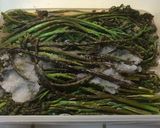 ワラビの塩漬け保存作り方4写真