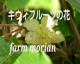 まるごとビタミンC♪皮ごとキウィの食べ方作り方6写真