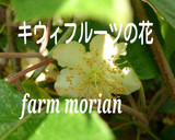 まるごとビタミンC♪皮ごとキウィの食べ方作り方6写真