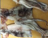 丸ごと!イカの筒焼き作り方1写真