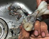 【市場_つまみ】タコの刺身作り方1写真