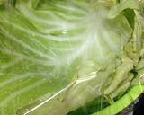 簡単すぎるロールキャベツ作り方1写真